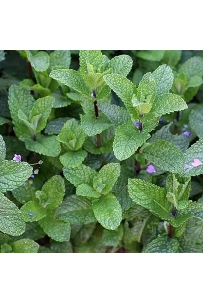 Mentha spicata Almira